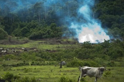 Mỹ Latinh cam kết tái trồng 20 triệu hécta rừng vào năm 2020