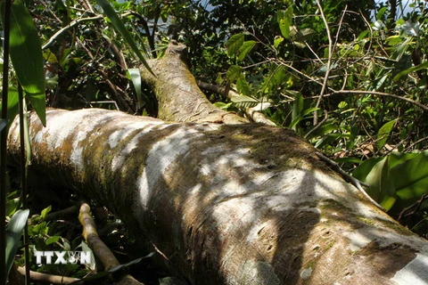 Hà Tĩnh: Cần xử lý các đối tượng hành hung cán bộ bảo vệ rừng