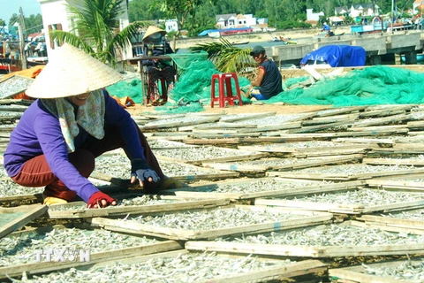 Ngư dân Quảng Ngãi phấn khởi vì trúng đậm "lộc biển" cá cơm 