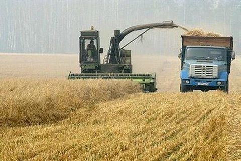 Nga tăng các biện pháp hạn chế xuất khẩu ngũ cốc trong năm 2015