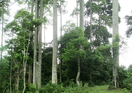 Thái Nguyên bảo tồn quần thể chò chỉ cổ thụ hàng trăm năm tuổi