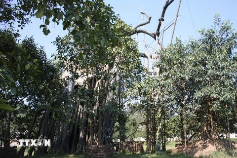 Tuyên Quang: Sự hồi sinh kỳ diệu của cây đa Tân Trào lịch sử