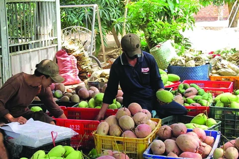 Nông dân Bình Phước Xuân trúng lớn với xoài ba màu dịp Tết