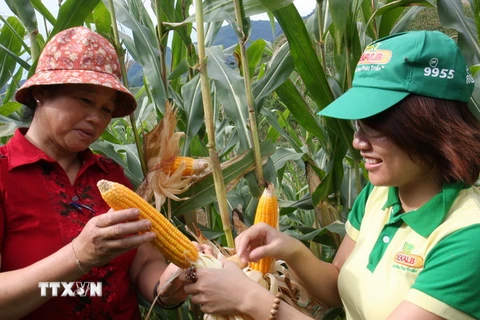 Cuối năm 2015, Việt Nam thương mại hóa cây trồng biến đổi gen 
