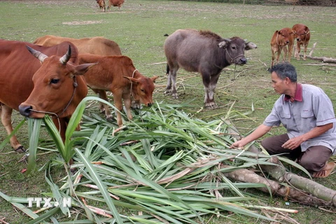 Việt Nam tiếp tục đẩy mạnh thực hiện mục tiêu giảm nghèo bền vững