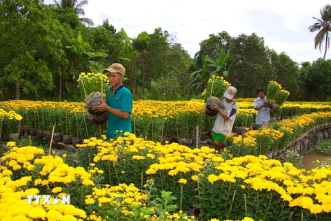 Hơn 900ha hoa Đà Lạt đã sẵn sàng phục vụ Tết Ất Mùi 2015