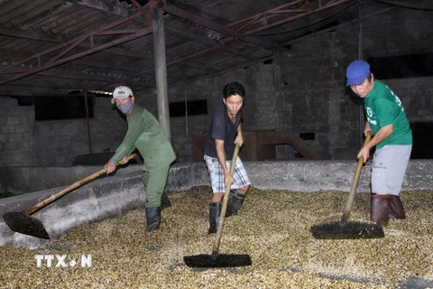 Đắk Lắk xử lý hàng chục cơ sở sản xuất, chế biến càphê bột "bẩn"