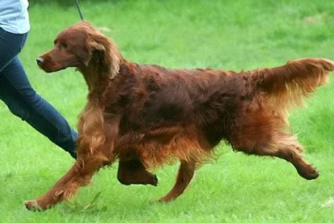 Nghi vấn 6 chú chó bị đầu độc tại cuộc thi chó quốc tế ở Anh