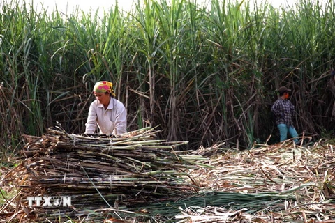 Đồng Nai: Hàng chục nghìn tấn mía bị “kẹt” vì kênh rạch cạn nước