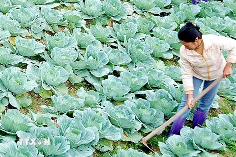 Mô hình trang trại trồng rau trên núi của 7 chàng trai dân tộc Tày