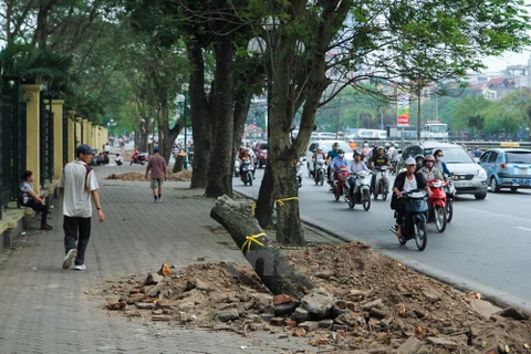 Sở Xây dựng Hà Nội khẳng định cây trồng mới là "cây vàng tâm"