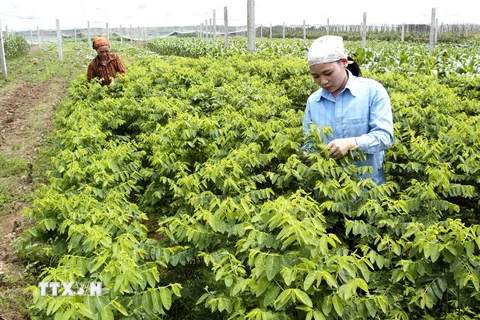 Tập đoàn Nhật đầu tư 1 triệu USD xây nhà máy rau sạch tại Hà Nam