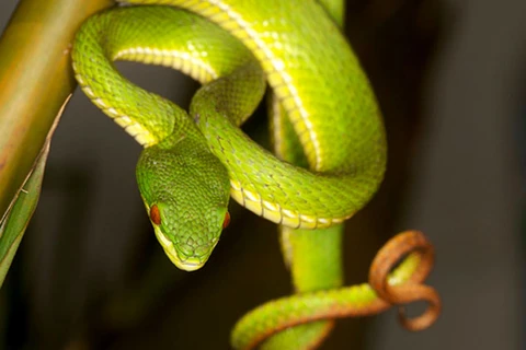Nhiều người dân ở ĐBSCL liên tục bị rắn độc cắn do chủ quan