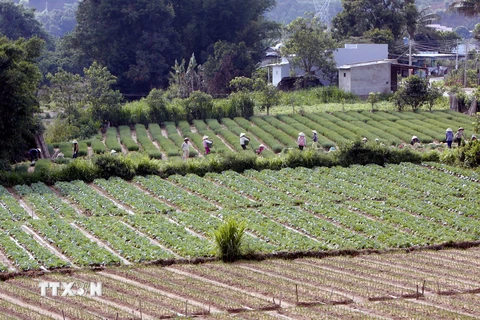 Mưa kéo dài khiến sản lượng rau Đà Lạt sụt giảm gần 1.000 tấn