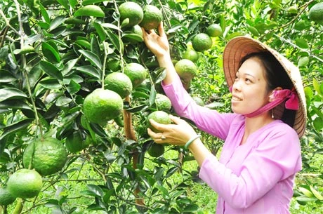 Nhà vườn Tiền Giang phấn khởi vì cam sành được mùa, được giá