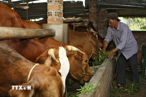 Mô hình nuôi vỗ béo bò thịt giúp nhiều hộ nông dân ở Đắk Lắk thoát nghèo. (Ảnh: Dương Giang/TTXVN)