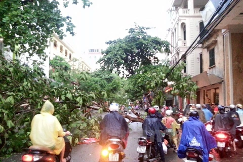 Trận mưa dông chiều 13/6 tại Hà Nội khiến nhiều cây xanh bị đổ. (Nguồn: Vietnam+)