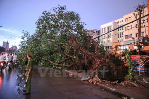 Một gốc cây cổ thụ trên đường phố Hà Nội bị bật rễ trong cơn dông lốc chiều 13/6. (Ảnh: Minh Sơn/Vietnam+)