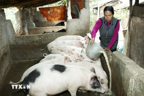 Chăn nuôi gia súc xóa đói giảm nghèo ở một hộ dân tộc Vân Kiều. (Ảnh: Hồ Cầu/TTXVN)