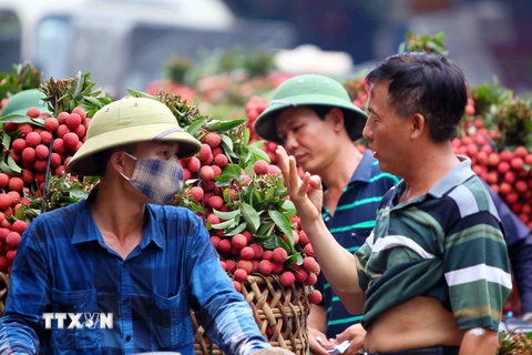 Sở Công Thương Bắc Giang khẳng định không có tình trạng vải thiều 'dội chợ'. (Ảnh: Quý Trung/TTXVN)