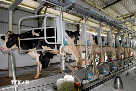 Hệ thống vắt sữa bò tự động tại Trại chăn nuôi bò sữa công nghệ cao Israel. (Ảnh: Mạnh Linh/TTXVN)