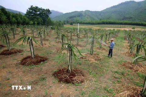 Phát triển vùng sản xuất cây ăn quả tập trung trong mô hình xây dựng nông thôn mới ở huyện Hương Khê. (Ảnh: Vũ Sinh/TTXVN)