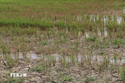 Ảnh hưởng của khô hạn và mặn xâm nhập khiến nhiều hécta lúa ở Trà Vinh bị chết. (Ảnh: Huy Hoàng/TTXVN)