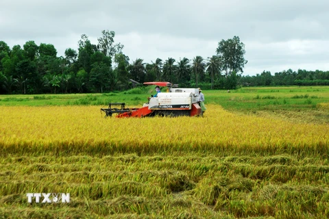  Thu hoạch lúa tại huyện Trần Văn Thời, Cà Mau. (Ảnh: Huỳnh Thế Anh/TTXVN)