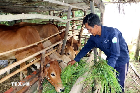 Mô hình nuôi bò thoát nghèo bền vững của một hộ nông dân ở xã Tân Mỹ, Vĩnh Long, (Ảnh: Phạm Minh Tuấn/TTXVN)