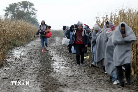 Người di cư vượt biên giới Serbia-Croatia ngày 12/10. (Nguồn: Reuters/TTXVN)