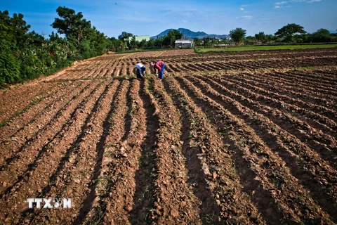 Những thửa ruộng khô cằn vì hạn hán ở Ninh Thuận. (Ảnh: Trọng Đạt/TTXVN)