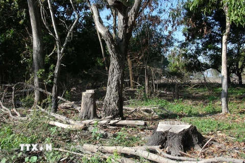 Rừng phòng hộ Dầu Tiếng trên đảo Nhím bị tàn phá nặng nề. (Ảnh: Phạm Thanh Tân/TTXVN)