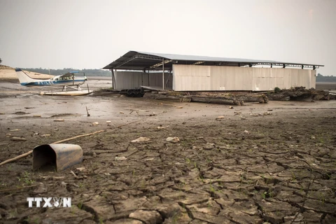 Cảnh khô hạn ở hồ Aleixo, khu vực Manaus, Amazonas, Brazil tháng 10/2015. (Nguồn: AFP/TTXVN)