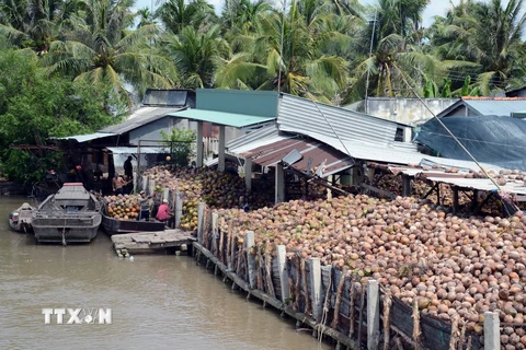 Điểm thu mua, tập kết dừa khô tại huyện Giồng Trôm. (Ảnh: Hưng Thịnh/TTXVN)