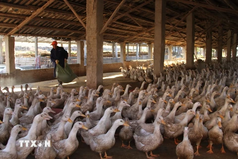 Một trang trại nuôi gia cầm ở Suichuan, tỉnh Giang Tây, miền đông Trung Quốc ngày 30/12. (Nguồn: AFP/TTXVN)