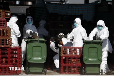 Tiêu hủy gia cầm nhiễm virus H7N9 tại Hong Kong ngày 31/12. (Nguồn: AFP/TTXVN)
