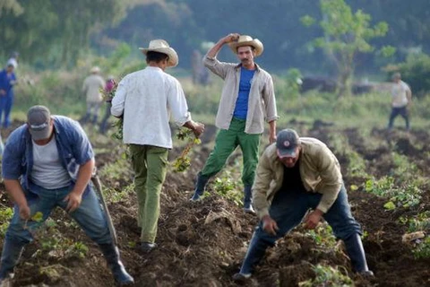 Nông dân Cuba đang gieo trồng khoai lang. (Nguồn: AFP)