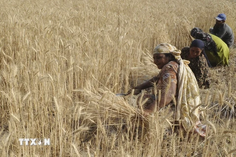 Nông dân Ấn Độ thu hoạch lúa mì tại Amritsar. (Nguồn: AFP/TTXVN)