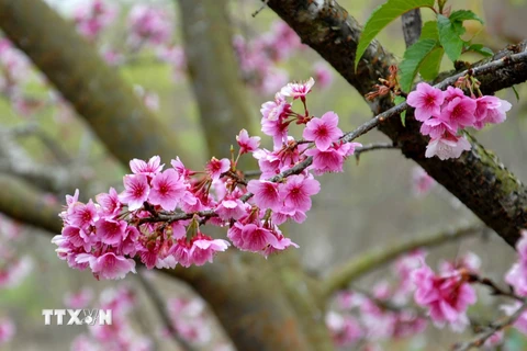 Hoa anh đào Nhật Bản tỏa sắc rực rỡ tại Việt Nam. (Ảnh: Xuân Tư/TTXVN)