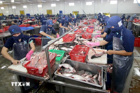 Chế biến cá tra xuất khẩu tại Công ty TNHH Hùng Cá, xã Bình Thành, Thanh Bình, Đồng Tháp. (Ảnh: Vũ Sinh/TTXVN)