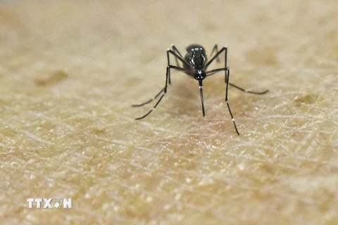 Muỗi Aedes Aegypti, vật trung gian lây truyền virus Zika, trong phòng thí nghiệm tại một trung tâm nghiên cứu y học ở Cali, Colombia ngày 25/2. (Nguồn: AFP/TTXVN)