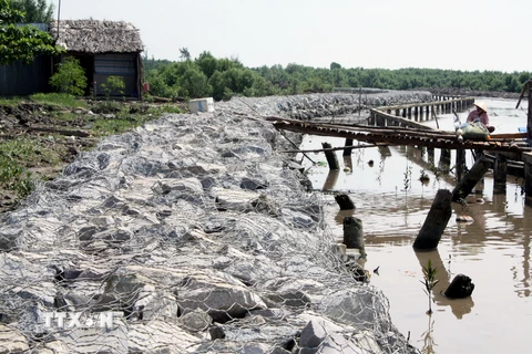 Một đoạn đê ở cửa biển Khánh Hội ( huyện U Minh ) được kè rọ đá. (Ảnh: Lê Huy Hải/TTXVN)