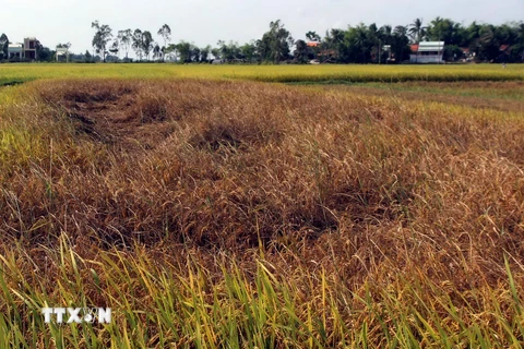 Lúa bị nhiễm rầy làm thóc bị lép, chỉ có thể dùng làm thức ăn trong chăn nuôi. (Ảnh: Đỗ Trưởng/TTXVN)