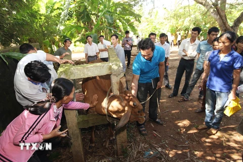 Lớp “Nghề kỹ thuật nuôi và phòng trừ bệnh cho trâu, bò, dê” tại xã Vĩnh Trung, huyện Vĩnh Linh, tỉnh Quảng Trị. (Ảnh: Anh Tuấn/TTXVN)