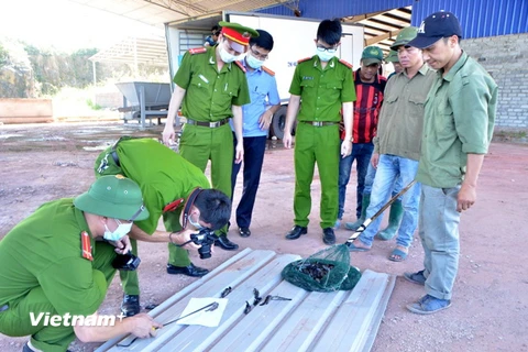 Lực lượng chức năng tiến hành kiểm cá giống. (Ảnh: Nguyễn Hoàng/Vietnam+)