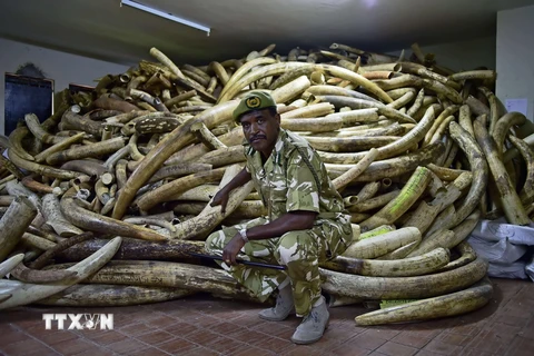 Cảnh sát Kenya gác bên số ngà voi thu giữ trong chiến dịch chống buôn lậu các sản phẩm động vật hoang dã quý hiếm tại Nairobi. (Nguồn: AFP/TTXVN)