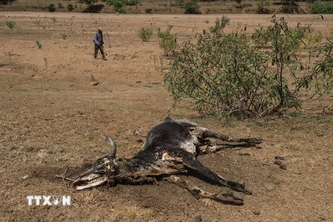 Động vật chết khô bên bờ sông Umfolozi ở phía tây bắc Durban, Nam Phi, do hạn hán. (Nguồn: AFP/TTXVN)