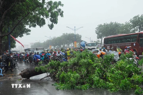 Trận mưa dông lớn chiều 27/6 làm nhiều cây xanh ngã đổ tại Thành phố Hồ Chí Minh. (Ảnh: Mạnh Linh/TTXVN)
