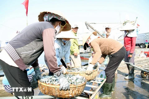 Các thương lái thu mua hải sản của ngư dân Quảng Trị. (Ảnh: Thanh Thủy/TTXVN)