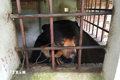 Một cá thể gấu chó bị nuôi nhốt ở Tây Ninh. (Ảnh: Lê Đức Hoảnh/TTXVN)